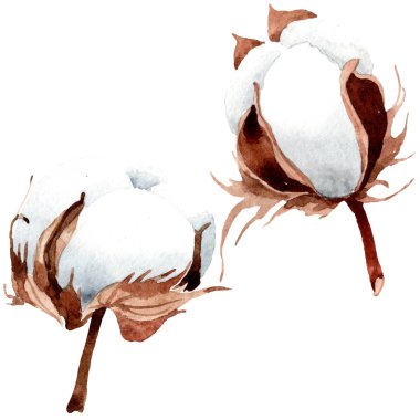 Pamuk botanik çiçek. Vahşi bahar yaprak izole kır çiçeği. Suluboya arka plan illüstrasyon küme. Suluboya çizim moda aquarelle izole. İzole cootton illüstrasyon öğesi.