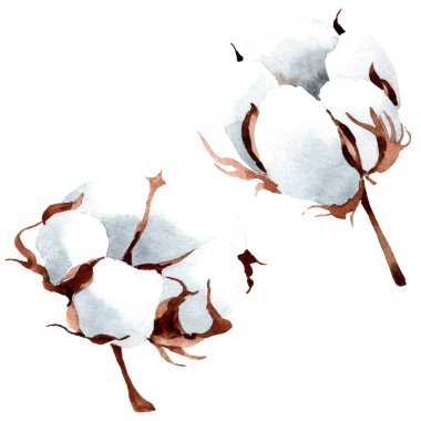 Pamuk botanik çiçek. Vahşi bahar yaprak izole kır çiçeği. Suluboya arka plan illüstrasyon küme. Suluboya çizim moda aquarelle izole. İzole cootton illüstrasyon öğesi.