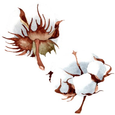 Pamuk botanik çiçek. Vahşi bahar yaprak izole kır çiçeği. Suluboya arka plan illüstrasyon küme. Suluboya çizim moda aquarelle izole. İzole cootton illüstrasyon öğesi.