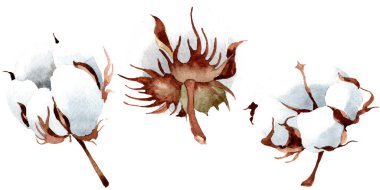 Pamuk botanik çiçek. Vahşi bahar yaprak izole kır çiçeği. Suluboya arka plan illüstrasyon küme. Suluboya çizim moda aquarelle izole. İzole cootton illüstrasyon öğesi.