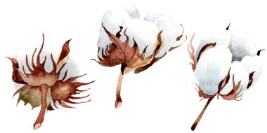 Pamuk botanik çiçek. Vahşi bahar yaprak izole kır çiçeği. Suluboya arka plan illüstrasyon küme. Suluboya çizim moda aquarelle izole. İzole cootton illüstrasyon öğesi.