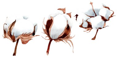 Pamuk botanik çiçek. Vahşi bahar yaprak izole kır çiçeği. Suluboya arka plan illüstrasyon küme. Suluboya çizim moda aquarelle izole. İzole cootton illüstrasyon öğesi.