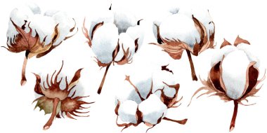 Pamuk botanik çiçek. Vahşi bahar yaprak izole kır çiçeği. Suluboya arka plan illüstrasyon küme. Suluboya çizim moda aquarelle izole. İzole cootton illüstrasyon öğesi.