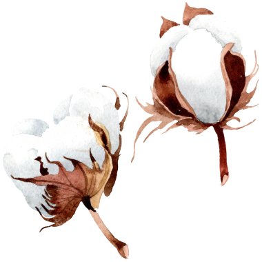 Pamuk botanik çiçek. Vahşi bahar yaprak izole kır çiçeği. Suluboya arka plan illüstrasyon küme. Suluboya çizim moda aquarelle izole. İzole cootton illüstrasyon öğesi.