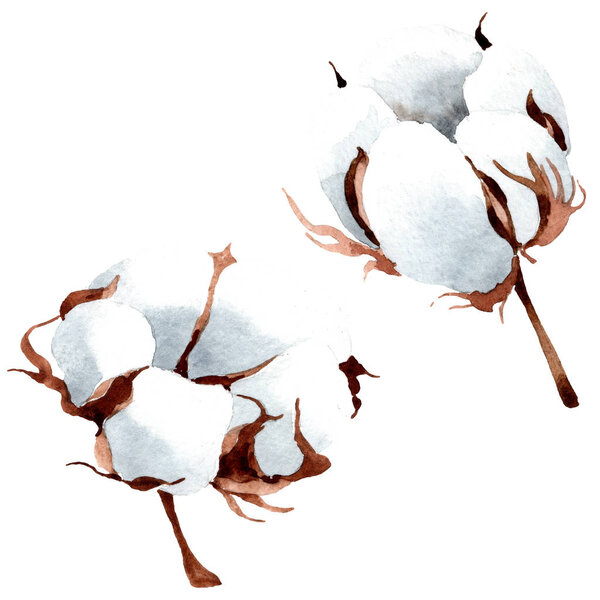 Cotton floral botanical flower. Wild spring leaf wildflower isolated. Watercolor background illustration set. Watercolour drawing fashion aquarelle isolated. Isolated cootton illustration element.