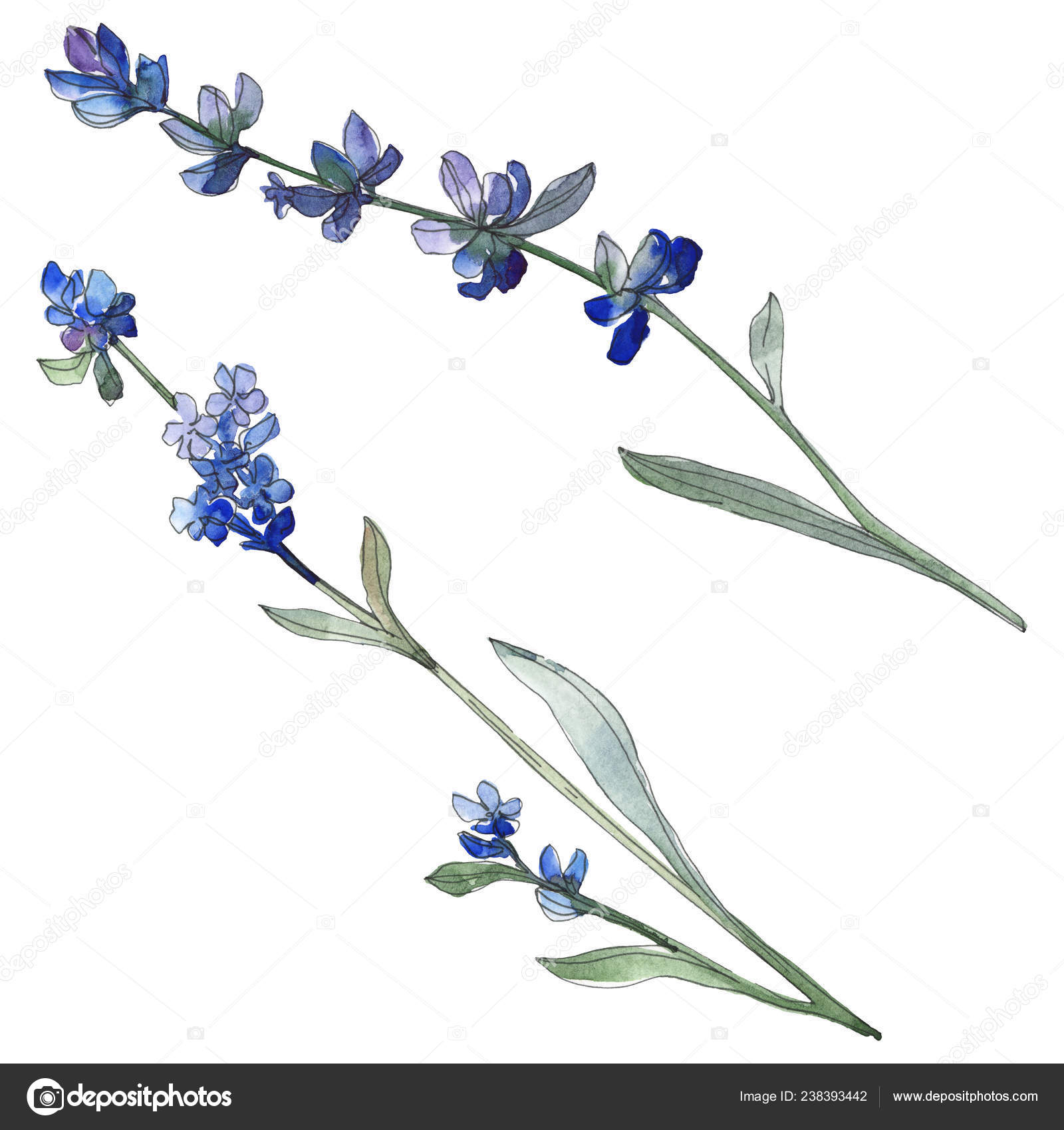 Purple Lavender Floral Botanical Flower Wild Spring Leaf Wildflower Isolated Stock Photo By C Andreyanush