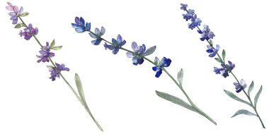 Mor lavanta botanik çiçek. Vahşi bahar yaprak izole kır çiçeği. Suluboya arka plan illüstrasyon küme. Suluboya çizim moda aquarell. İzole lavanta illüstrasyon öğesi.