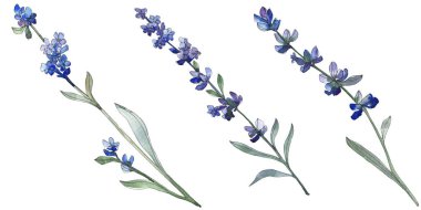 Mor lavanta botanik çiçek. Vahşi bahar yaprak izole kır çiçeği. Suluboya arka plan illüstrasyon küme. Suluboya çizim moda aquarell. İzole lavanta illüstrasyon öğesi.