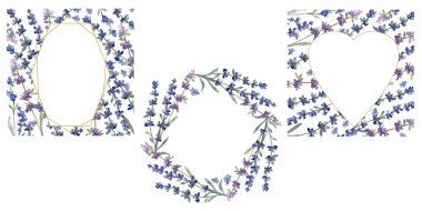 Mor lavanta. Botanik çiçek. Vahşi bahar yaprak izole kır çiçeği. Suluboya arka plan illüstrasyon küme. Suluboya çizim moda aquarelle izole. Çerçeve kenarlığı süsleme Meydanı.