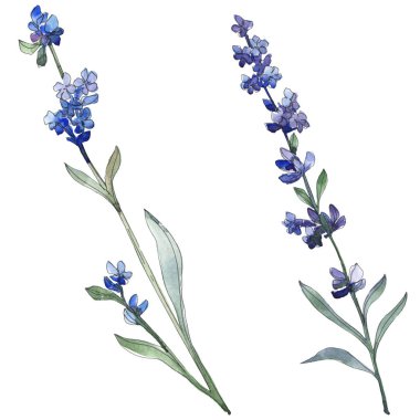 Mor lavanta botanik çiçek. Vahşi bahar yaprak izole kır çiçeği. Suluboya arka plan illüstrasyon küme. Suluboya çizim moda aquarell. İzole lavanta illüstrasyon öğesi.