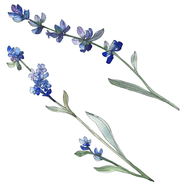 Purple lavender floral botanical flower. Wild spring leaf wildflower isolated. Watercolor background illustration set. Watercolour drawing fashion aquarell. Isolated lavender illustration element.