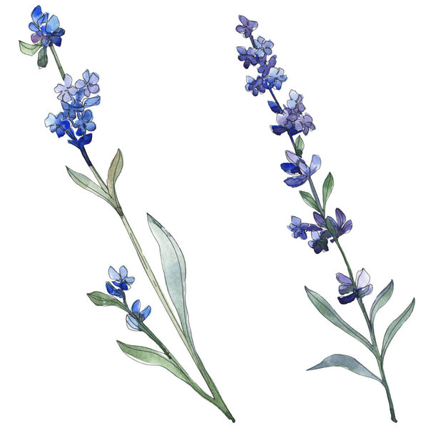 Фиолетовый цветочный ботанический цветок из лаванды. Дикий весенний цветок изолирован. Набор акварельных фонов. Акварель для рисования акварелей. Изолированный элемент иллюстрации лаванды
.