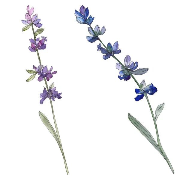 Floare Botanică Florală Lavandă Violet Frunze Sălbatice Primăvară Izolate Set — Fotografie, imagine de stoc