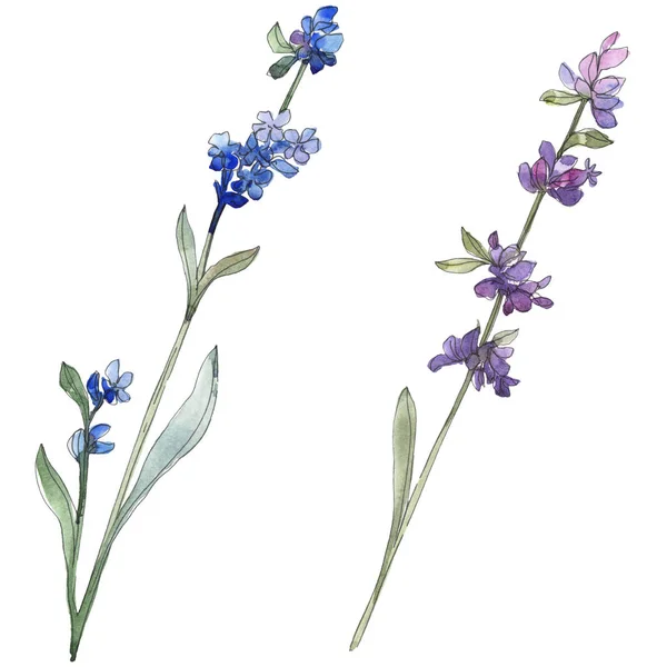 Purple lavender floral botanical flower. Wild spring leaf wildflower isolated. Watercolor background illustration set. Watercolour drawing fashion aquarell. Isolated lavender illustration element.