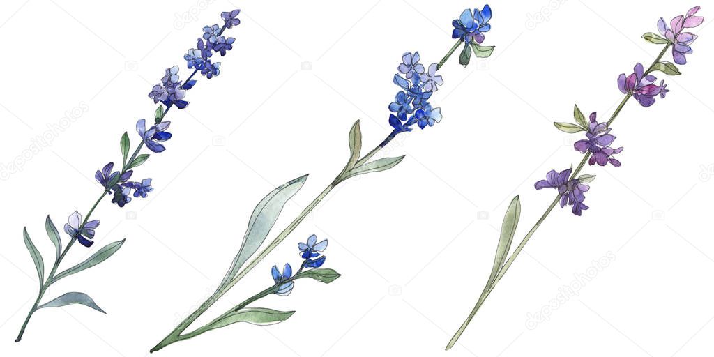 Purple lavender floral botanical flower. Wild spring leaf wildflower isolated. Watercolor background illustration set. Watercolour drawing fashion aquarell. Isolated lavender illustration element.