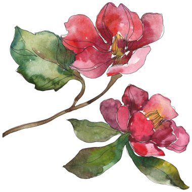 Beyaz izole kırmızı ve mor Kamelya çiçekler. Suluboya arka plan illüstrasyon öğeleri.