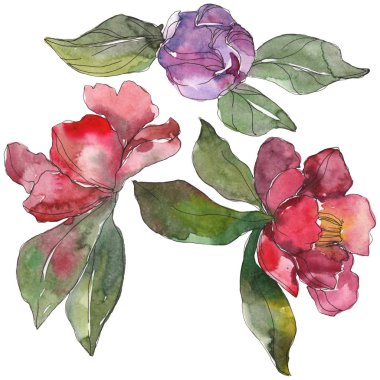 Beyaz izole kırmızı ve mor Kamelya çiçekler. Suluboya arka plan illüstrasyon öğeleri.
