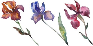 Kırmızı ve mor Süsen. Botanik çiçek. Vahşi bahar yaprak izole kır çiçeği. Suluboya arka plan illüstrasyon küme. Suluboya çizim moda aquarelle. İzole Iris resim öğesi.