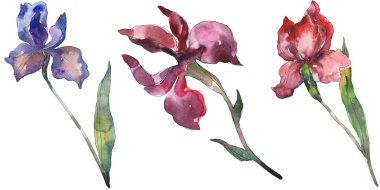 Kırmızı ve mor Süsen. Botanik çiçek. Vahşi bahar yaprak izole kır çiçeği. Suluboya arka plan illüstrasyon küme. Suluboya çizim moda aquarelle. İzole Iris resim öğesi.