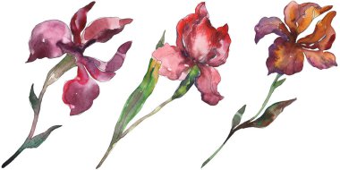 Kırmızı ve mor Süsen. Botanik çiçek. Vahşi bahar yaprak izole kır çiçeği. Suluboya arka plan illüstrasyon küme. Suluboya çizim moda aquarelle. İzole Iris resim öğesi.