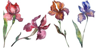 Kırmızı ve mor Süsen. Botanik çiçek. Vahşi bahar yaprak izole kır çiçeği. Suluboya arka plan illüstrasyon küme. Suluboya çizim moda aquarelle. İzole Iris resim öğesi.