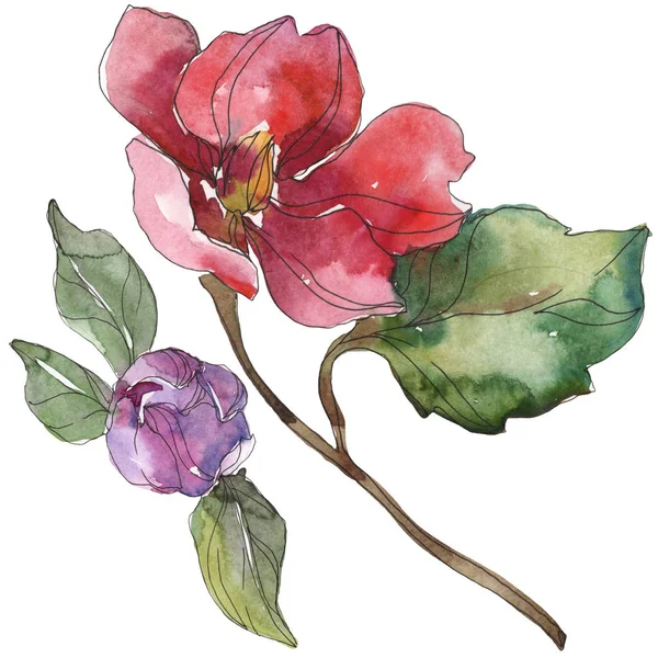Rött Och Lila Kamelia Blommor Isolerade Vitt Akvarell Bakgrund Illustration — Stockfoto