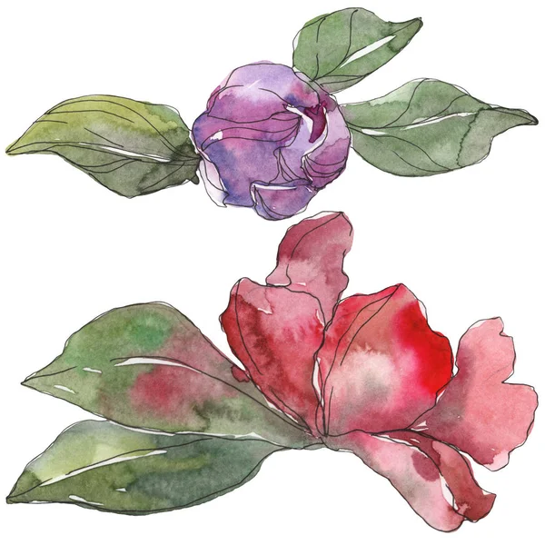 Red Purple Camellia Flowers Isolated White Watercolor Background Illustration Elements — Stock Photo, Image