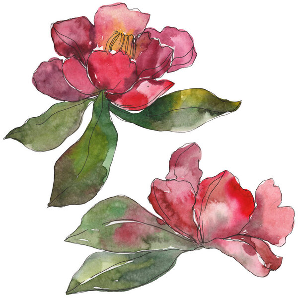 Red and purple camellia flowers isolated on white. Watercolor background illustration elements.