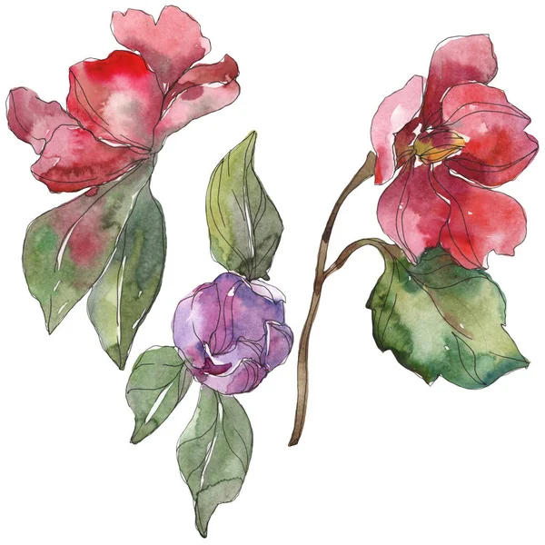 红色和紫色的山茶花在白色查出 水彩背景插图元素 — 图库照片