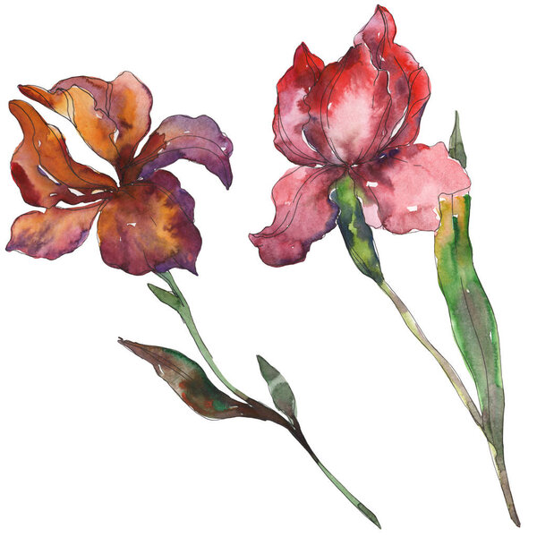 Red and purple irises. Floral botanical flower. Wild spring leaf wildflower isolated. Watercolor background illustration set. Watercolour drawing fashion aquarelle. Isolated iris illustration element.