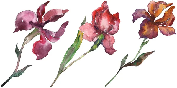 Червоні Фіолетові Іриси Квіткова Ботанічна Квітка Дикий Весняний Лист Ізольований — стокове фото