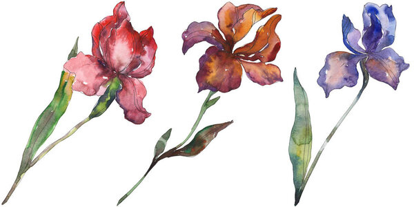 Red and purple irises. Floral botanical flower. Wild spring leaf wildflower isolated. Watercolor background illustration set. Watercolour drawing fashion aquarelle. Isolated iris illustration element.