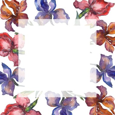 Purplr ahd kırmızı süsen botanik çiçek. Vahşi bahar yaprak kır çiçeği. Suluboya arka plan illüstrasyon küme. Suluboya çizim moda aquarelle izole. Çerçeve kenarlığı süsleme Meydanı.