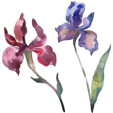 Red and purple irises. Floral botanical flower. Wild spring leaf wildflower isolated. Watercolor background illustration set. Watercolour drawing fashion aquarelle. Isolated iris illustration element. clipart