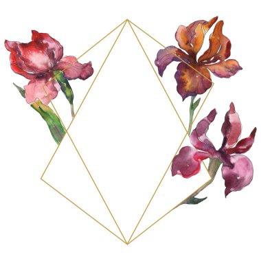 Purplr ahd kırmızı süsen botanik çiçek. Vahşi bahar yaprak kır çiçeği. Suluboya arka plan illüstrasyon küme. Suluboya çizim moda aquarelle izole. Çerçeve kenarlığı süsleme Meydanı.