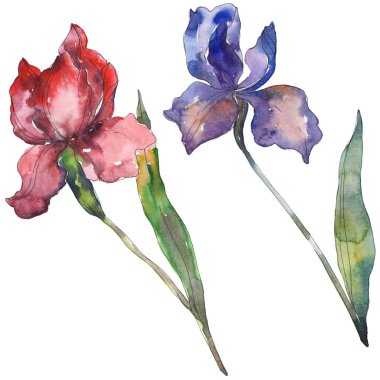 Kırmızı ve mor Süsen. Botanik çiçek. Vahşi bahar yaprak izole kır çiçeği. Suluboya arka plan illüstrasyon küme. Suluboya çizim moda aquarelle. İzole Iris resim öğesi.