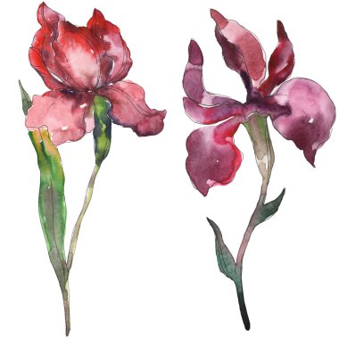 Kırmızı ve mor Süsen. Botanik çiçek. Vahşi bahar yaprak izole kır çiçeği. Suluboya arka plan illüstrasyon küme. Suluboya çizim moda aquarelle. İzole Iris resim öğesi.