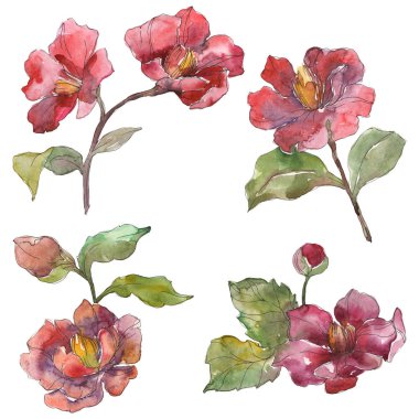 Beyaz suluboya arka plan illüstrasyon sette izole kırmızı peonies. 