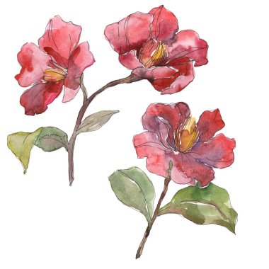 Beyaz suluboya arka plan illüstrasyon sette izole kırmızı peonies. 