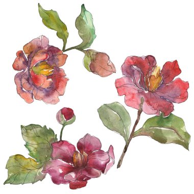 Beyaz suluboya arka plan illüstrasyon sette izole kırmızı peonies. 