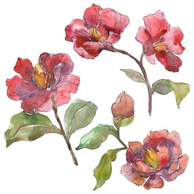 Beyaz suluboya arka plan illüstrasyon sette izole kırmızı peonies. 