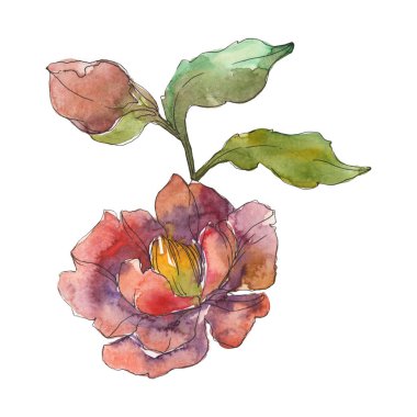 Beyaz suluboya arka plan illüstrasyon sette izole kırmızı peonies. 