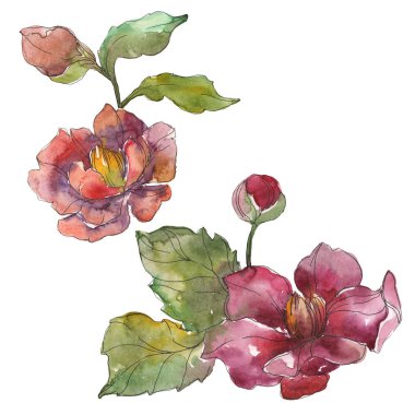 Beyaz suluboya arka plan illüstrasyon sette izole kırmızı peonies. 