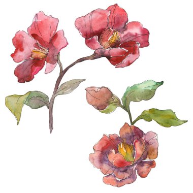 Beyaz suluboya arka plan illüstrasyon sette izole kırmızı peonies. 