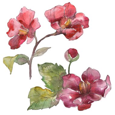 Beyaz suluboya arka plan illüstrasyon sette izole kırmızı peonies. 