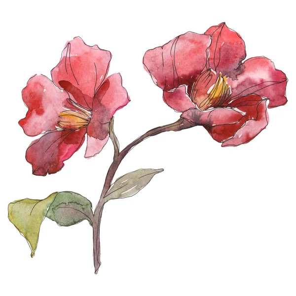 Pivoines Rouges Isolées Sur Fond Aquarelle Blanc Illustration Ensemble — Photo