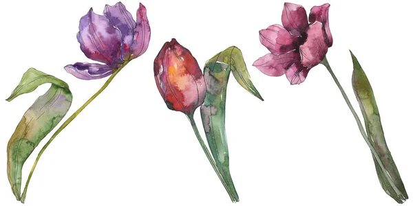 Floral Βοτανικό Λουλούδια Μωβ Τουλίπα Άγρια Άνοιξη Φύλλων Wildflower Απομονωμένη — Φωτογραφία Αρχείου