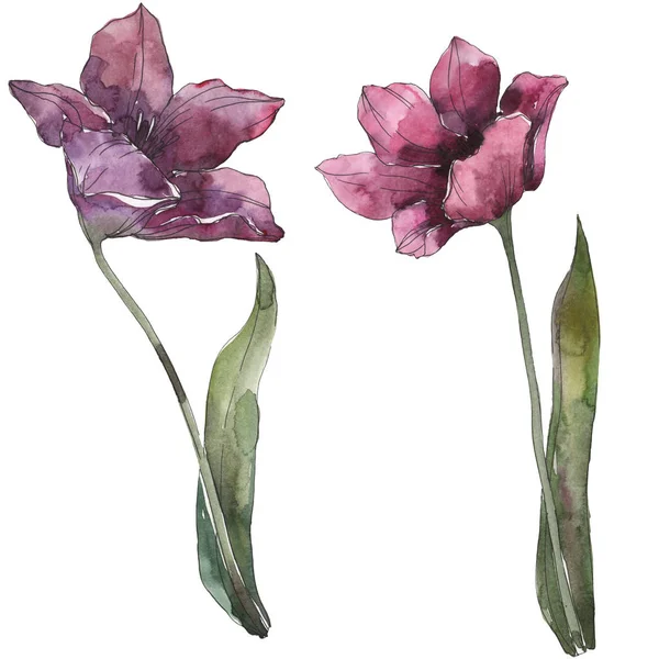 Tulipán Púrpura Flores Botánicas Florales Flor Silvestre Hoja Primavera Aislada — Foto de Stock