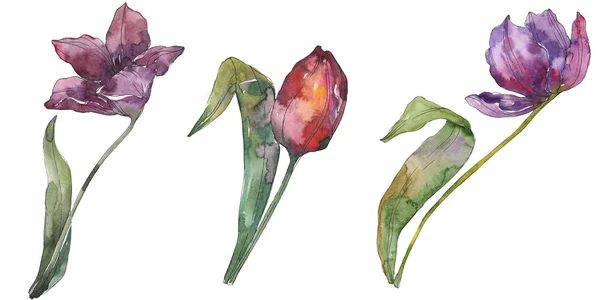 Фиолетовый Тюльпан Цветочные Ботанические Цветы Дикий Весенний Цветок Изолирован Набор — стоковое фото