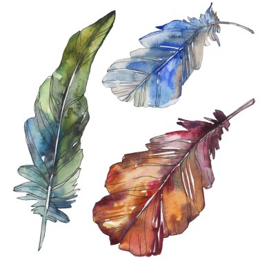 Kuş tüyü izole Wing. Suluboya arka plan illüstrasyon küme. Suluboya çizim moda aquarelle izole. İzole tüyler illüstrasyon öğesi.